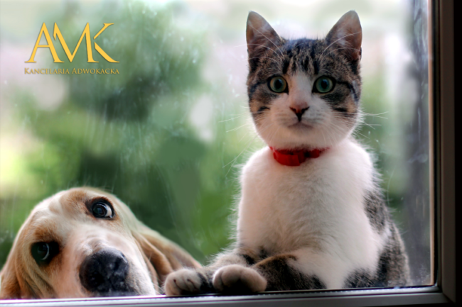 Opieka nad zwierzętami